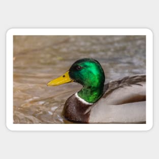 Mallard duck portrait Sticker